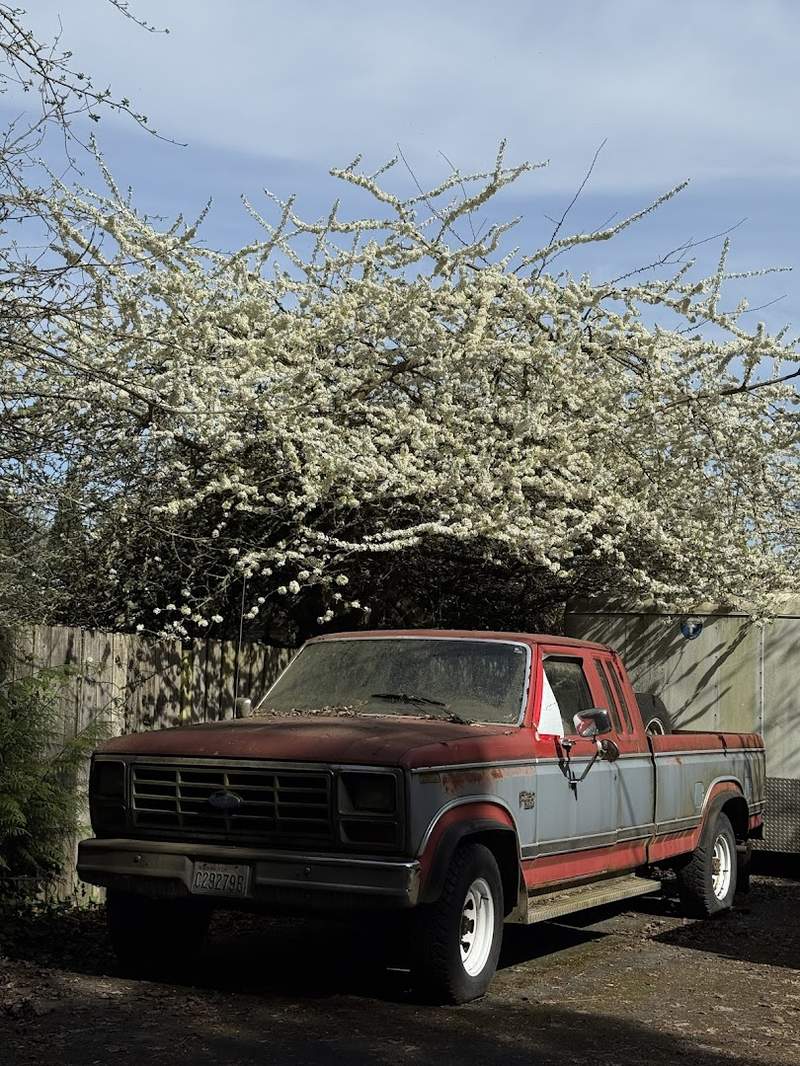 South Lynnwood Park Pickleball and Tennis Courts - Image 2