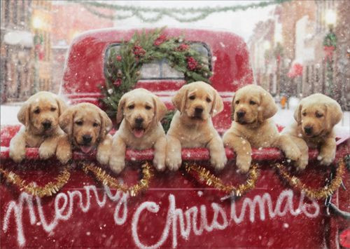Merry-Christmas-a-whole-pickup-Gold-retriever-puppies.jpg