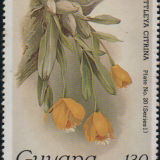 guyana-3c.png