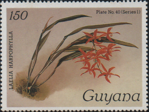 guyana-5a.png
