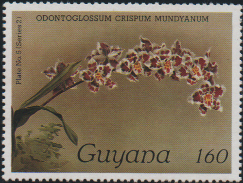 guyana-2f.png