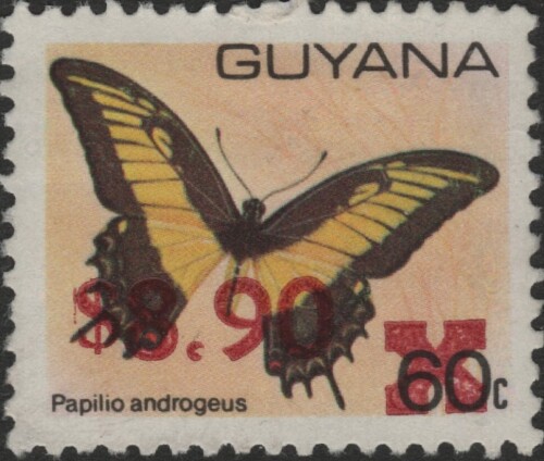 guyana-newbie-2.jpg