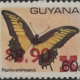 guyana-newbie-2