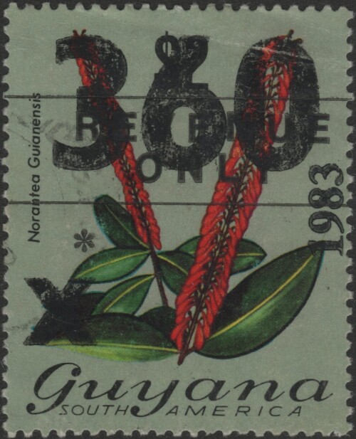 guyana-newbie-3.jpg