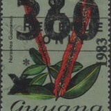 guyana-newbie-3