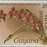 guyana-2342