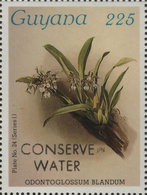 guyana-2344.jpg