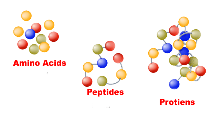 Peptides for weight loss