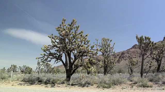 Yoshua Trees near Cima, California, USA, 2000s