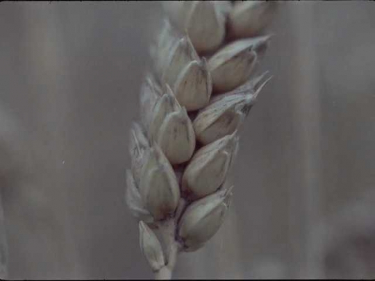 Wheat, UK, 1970s