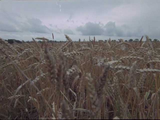 Wheat Field, UK, 1970s