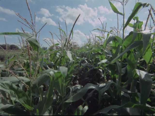 Corn Field, UK, 1970s