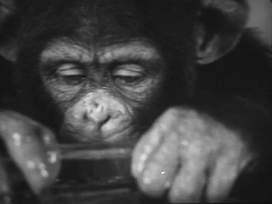 Chimp Steps Out, USA, 1930s