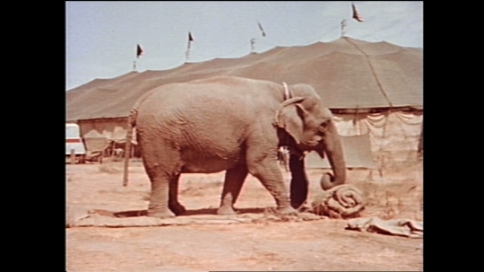 Barnum and Bailey Circus Animals, USA, 1950s