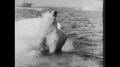 Chasing and Capturing Arctic Polar Bears, 1940s