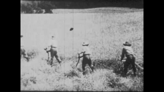 Farm, Harvesting Wheat, USA, 1900s