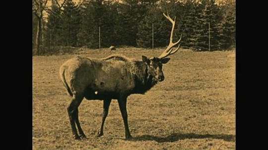 Deer Shedding and Growing Antlers, USA, 1920s