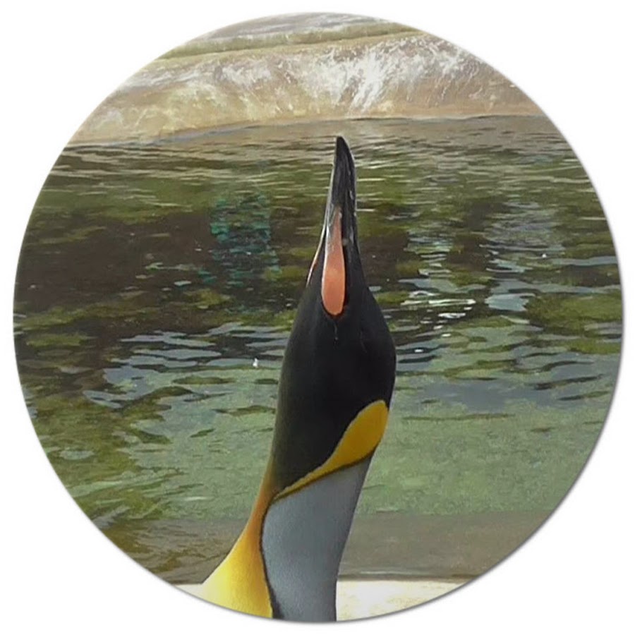 Reluctant Penguin Film Productions avatar
