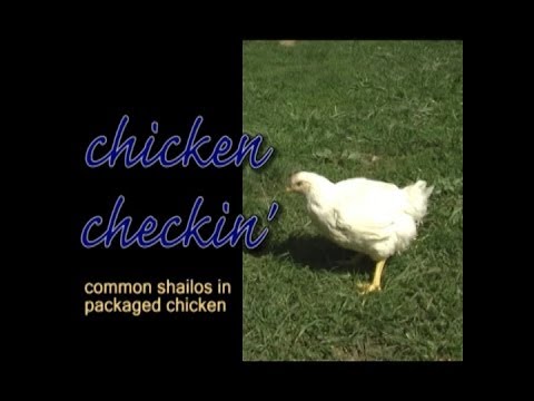 02-24-2009  STAR-K's Chicken Checking Video