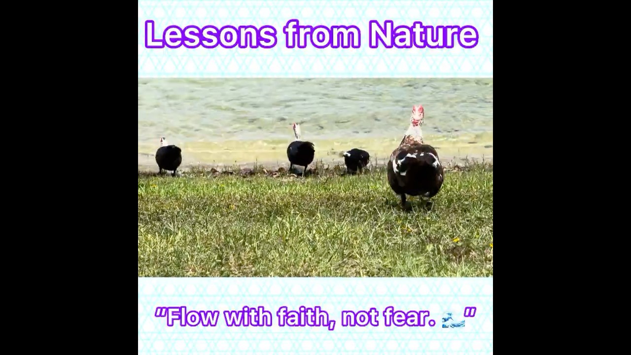 Lessons from Nature, Flow with faith, not fear. 🌊”