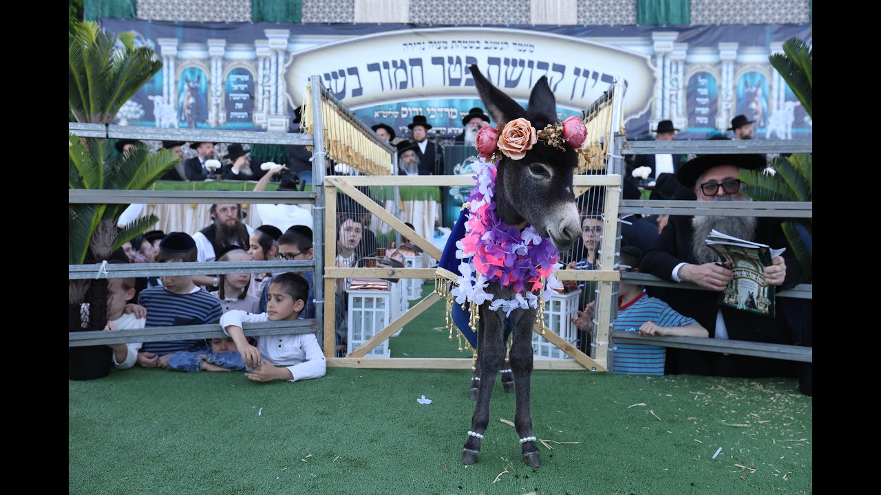 קליפ פדיון פטר חמור במירון הרב גרוס