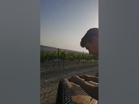 this feeling... 🌻🌅                            #kanun #music #nature