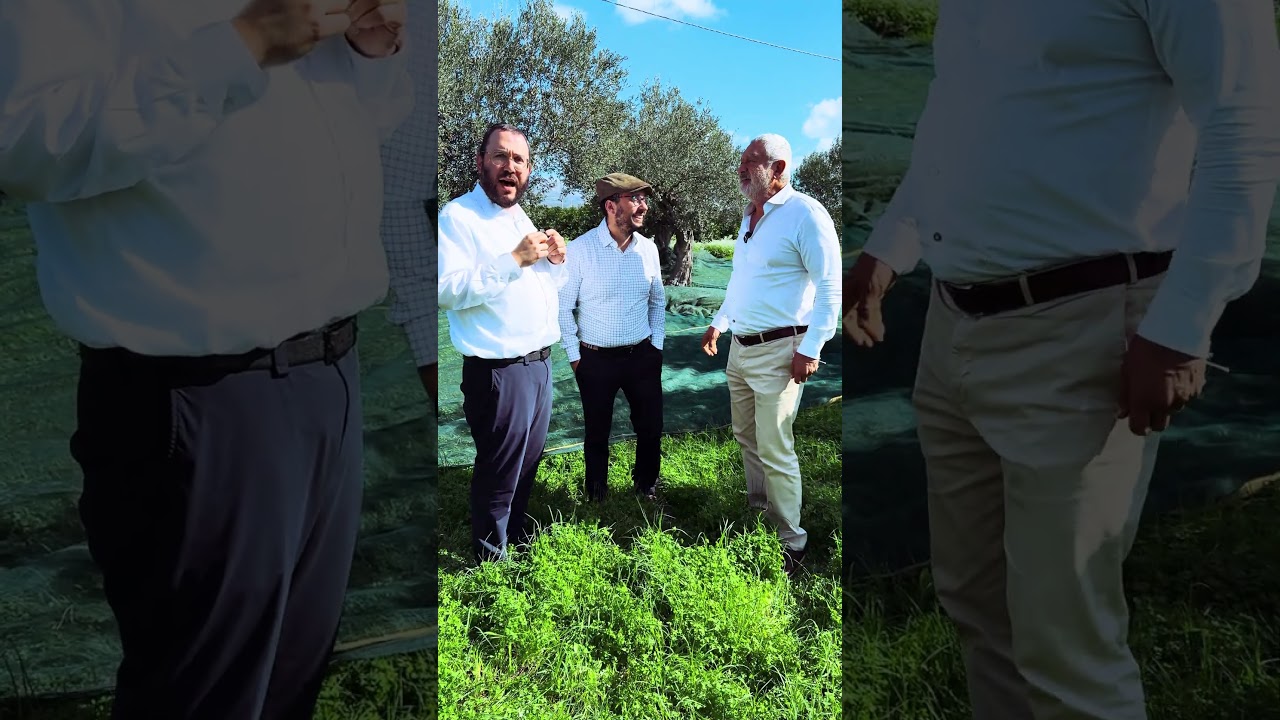 @tuscaninifoods9840's New Olive Oil is Coming!