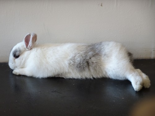 El conejo se va durmiendo por las esquinas... literal