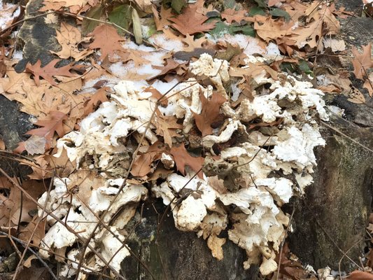 Lone Lake Park thumbnail