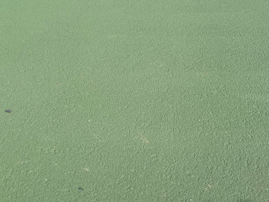 Wheeler Park Pickleball Court thumbnail