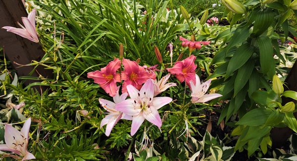 Carefree Racquet Club thumbnail