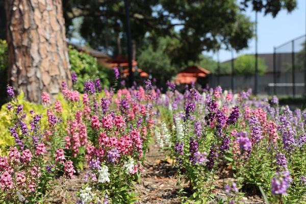 Houston Racquet Club thumbnail