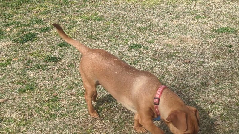 Deem Hills Community Park - Image 2