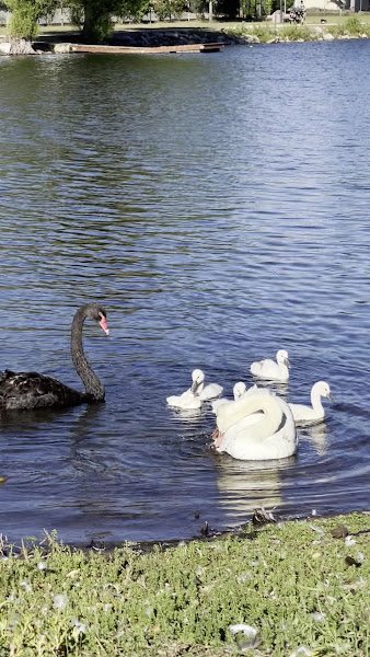 Cameron Park Lake Playground - Image 2