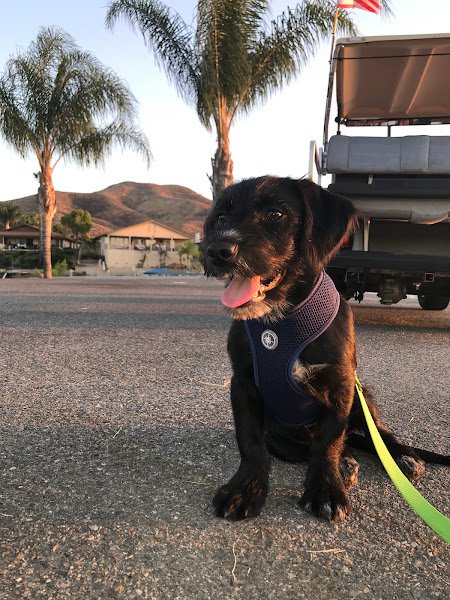 Canyon Lake East Port - Image 3