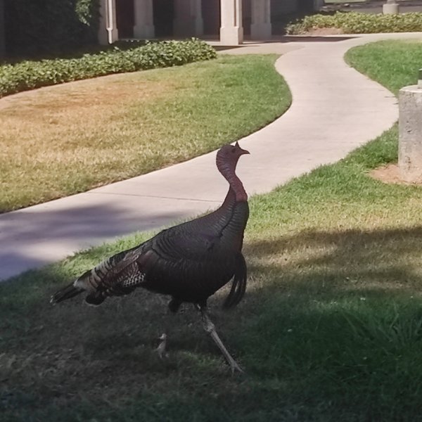 Crosswoods Community Park thumbnail