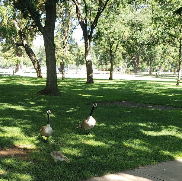 Elk Grove Regional Park - Image 3