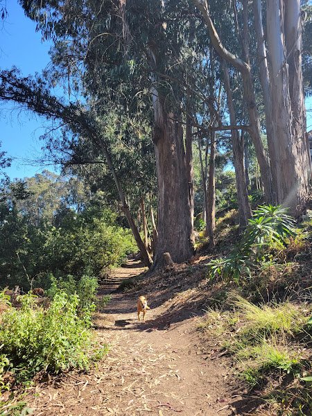 Stern Grove Playground - Image 3