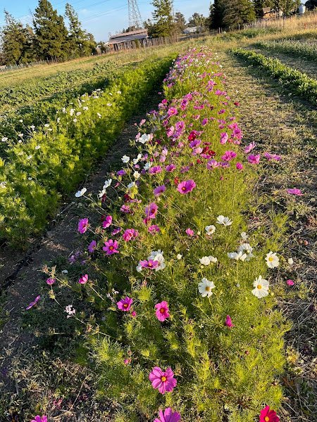 Cassidy Ranch Farm Club - Image 2