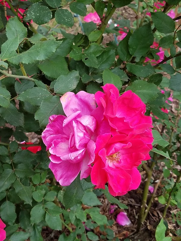 Canterbury Recreation Commission thumbnail