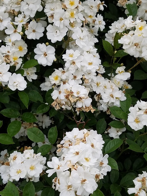 Canterbury Recreation Commission - Image 2