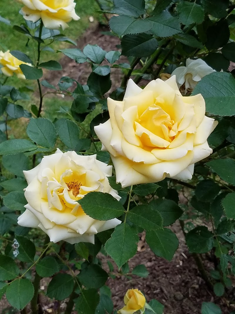 Canterbury Recreation Commission - Image 3