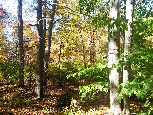 LEROY DOLITTLE MEMORIAL COURT thumbnail