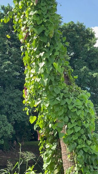 Coconut Creek Community Center - Image 2