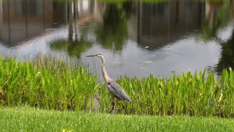 Valencia Shores Social Clubhouse thumbnail