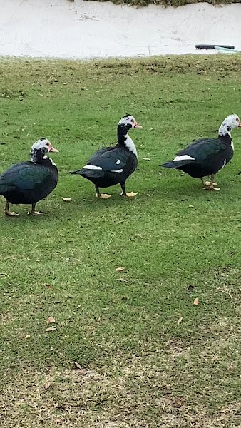 Ventura Country Club - Image 2