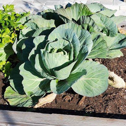 IslandWalk Community Garden thumbnail