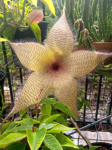 Soleil Laurel Canyon - Image 3