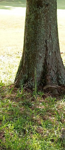 Monroe Golf & Country Club - Image 2