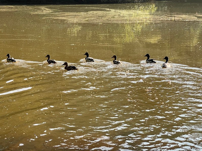George Pierce Park Community Center - Image 2